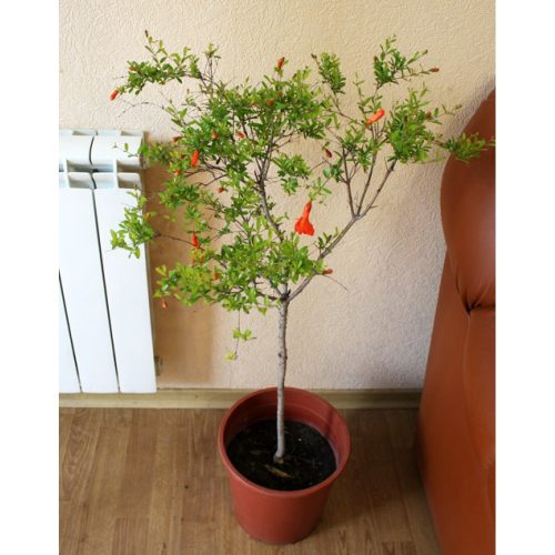 Cây Lựu Cảnh