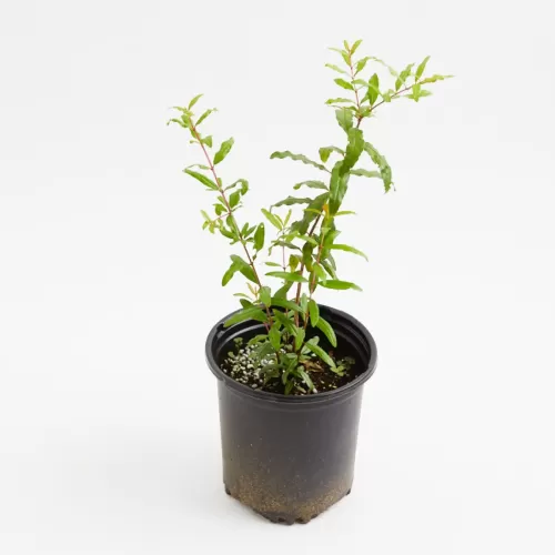 Cây Lựu đỏ Trồng Chậu
